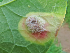 Puccinia phragmitis