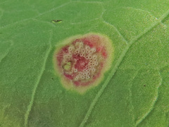 Puccinia phragmitis