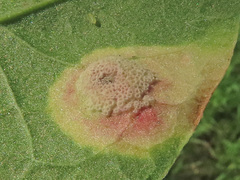Puccinia phragmitis