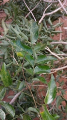 Image of Dalbergia bracteolata