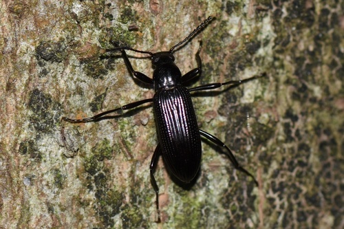 Strongylium shibatai