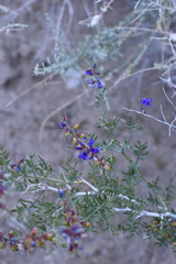 Psorothamnus arborescens