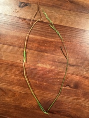 Sphenopholis pensylvanica