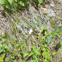 Anthocharis julia julia