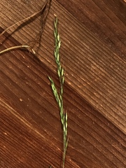Sphenopholis pensylvanica