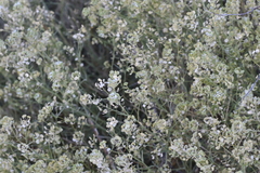 Lepidium fremontii