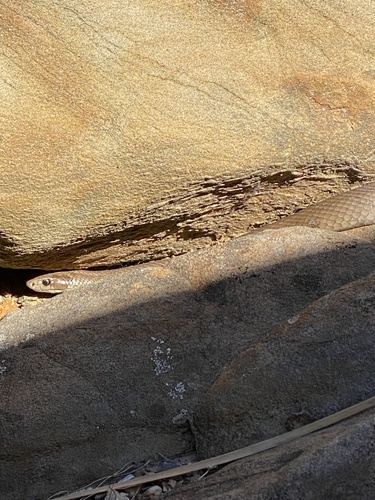 Eastern Brown Snake sighting
