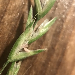 Sphenopholis pensylvanica