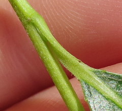 Salix euxina