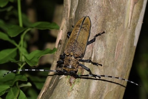 Apriona rugicollis