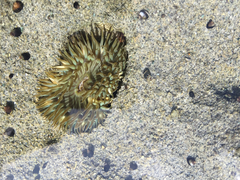 Anthopleura elegantissima