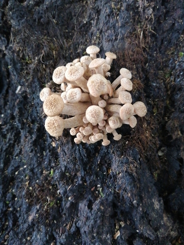 Desarmillaria tabescens