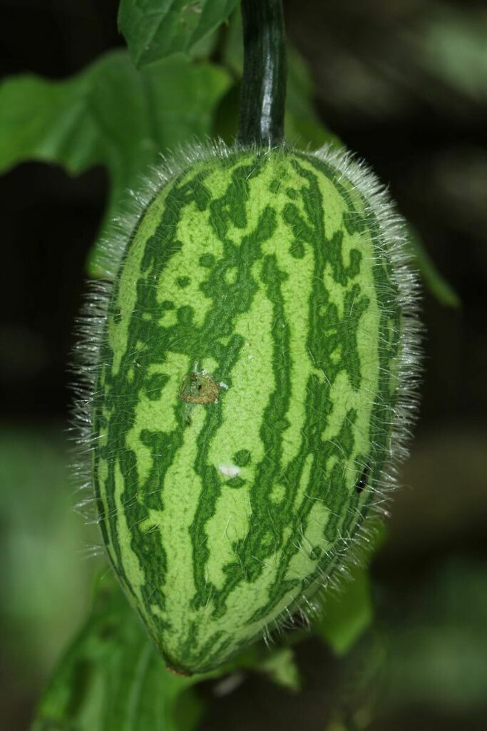 Peponium pageanum