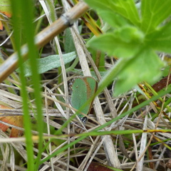 Callophrys affinis