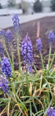 Muscari