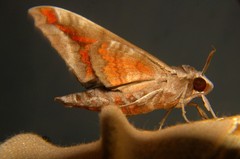 Acosmeryx naga