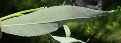 Salix euxina