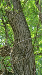 Salix euxina