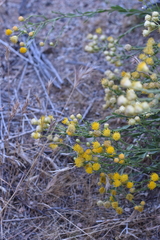 Acamptopappus sphaerocephalus var. hirtellus