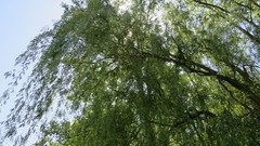 Salix euxina