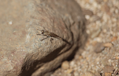 Alyssomyia