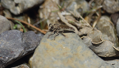 Alyssomyia