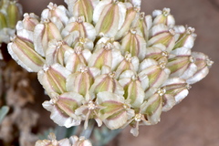 Vesper bulbosus