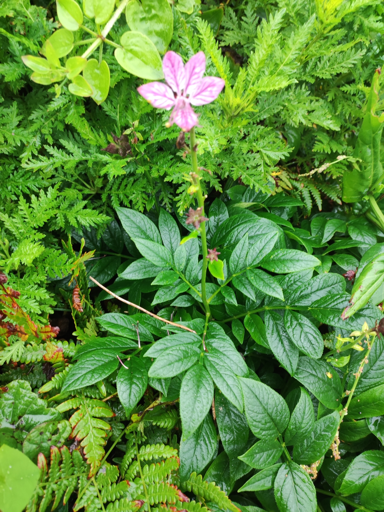 Burning-Bush (Dictamnus dasycarpus)
