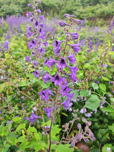 Delphinium maackianum, photograph 1