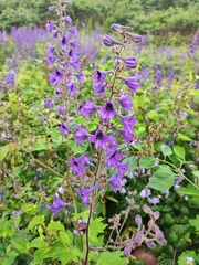 Delphinium maackianum