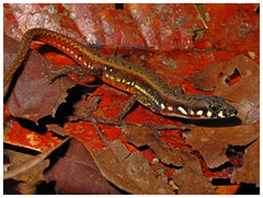 Eigenmann's Prionodactylus photo 2