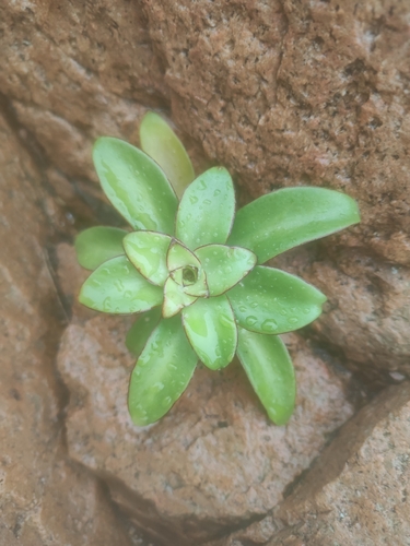 Image of Orostachys maximowiczii by (c) Dmitry Ivanov, some rights reserved (CC BY)