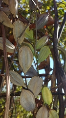 Dioscorea antaly image