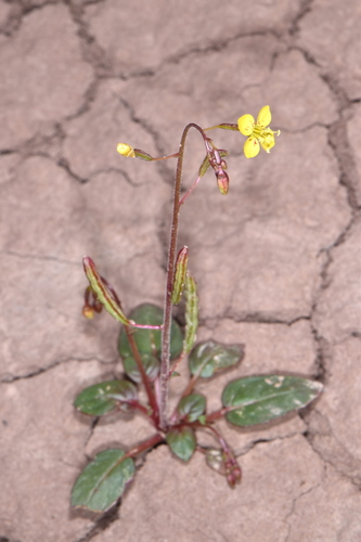 Paiute suncup (Camissonia scapoidea ssp. scapoidea)