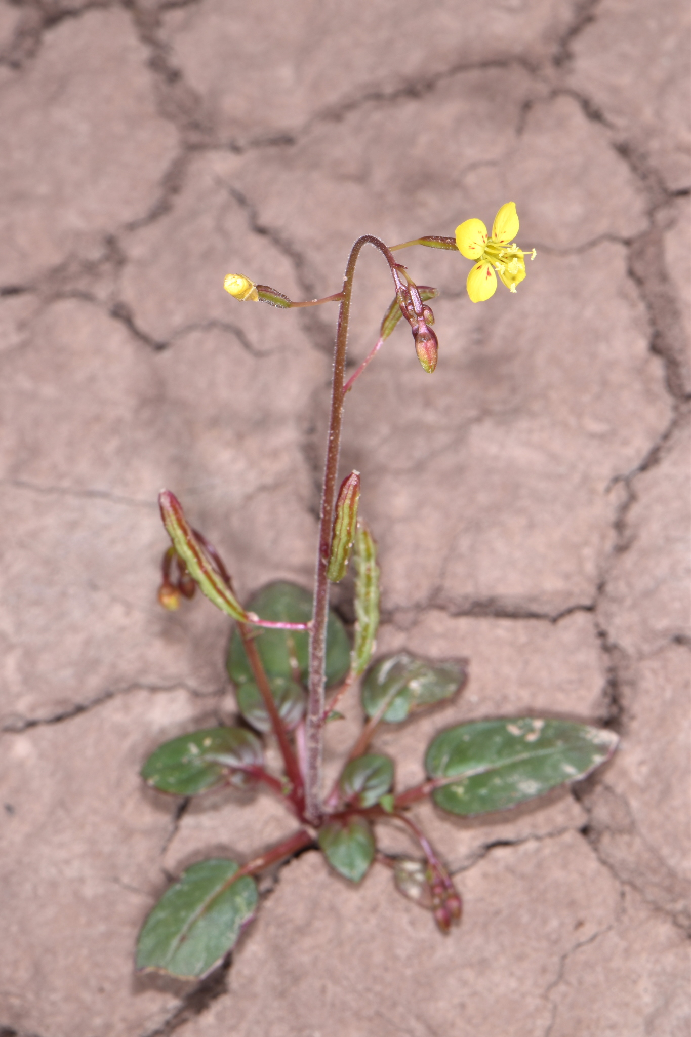 Chylismia scapoidea