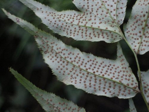 Cyrtomium caryotideum