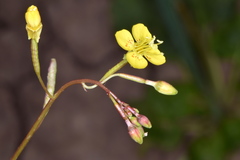 Chylismia scapoidea
