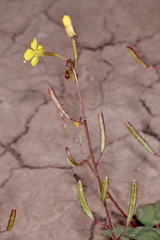 Chylismia scapoidea