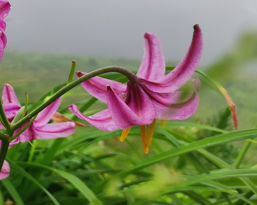 Image of Lilac Lily (Lilium cernuum) by (c) Anastasiia Samokhvalova, some rights reserved (CC BY)