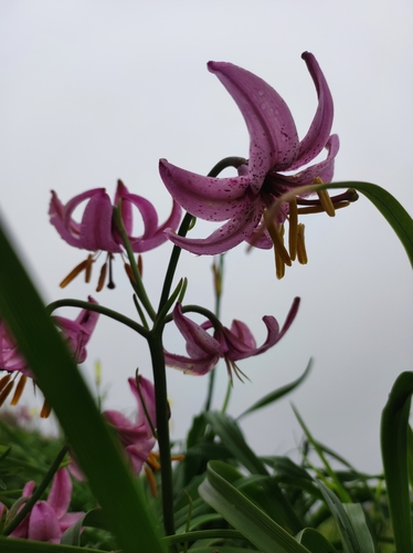 Image of Lilium cernuum by (c) Anastasiia Samokhvalova, some rights reserved (CC BY)