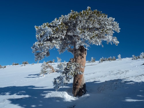 Pinus contorta