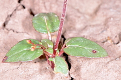 Chylismia scapoidea