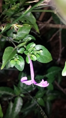Hypoestes