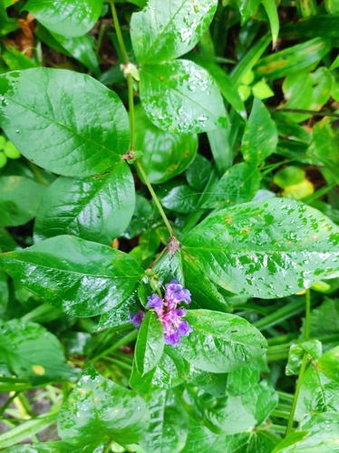 Image of Vicia ohwiana by (c) Anastasiia Samokhvalova, some rights reserved (CC BY)