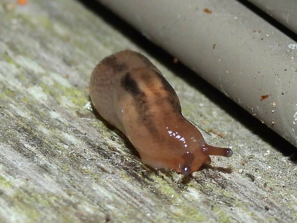 Threeband Slugs from Coomba Park NSW 2428, Australia on July 17, 2024 ...