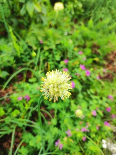 Allium condensatum, photograph 2