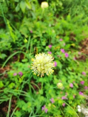 Allium condensatum, photograph (c) Anastasiia Samokhvalova, some rights reserved (CC BY)