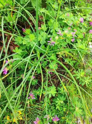 Allium condensatum, photograph 3