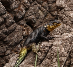 Sceloporus oberon