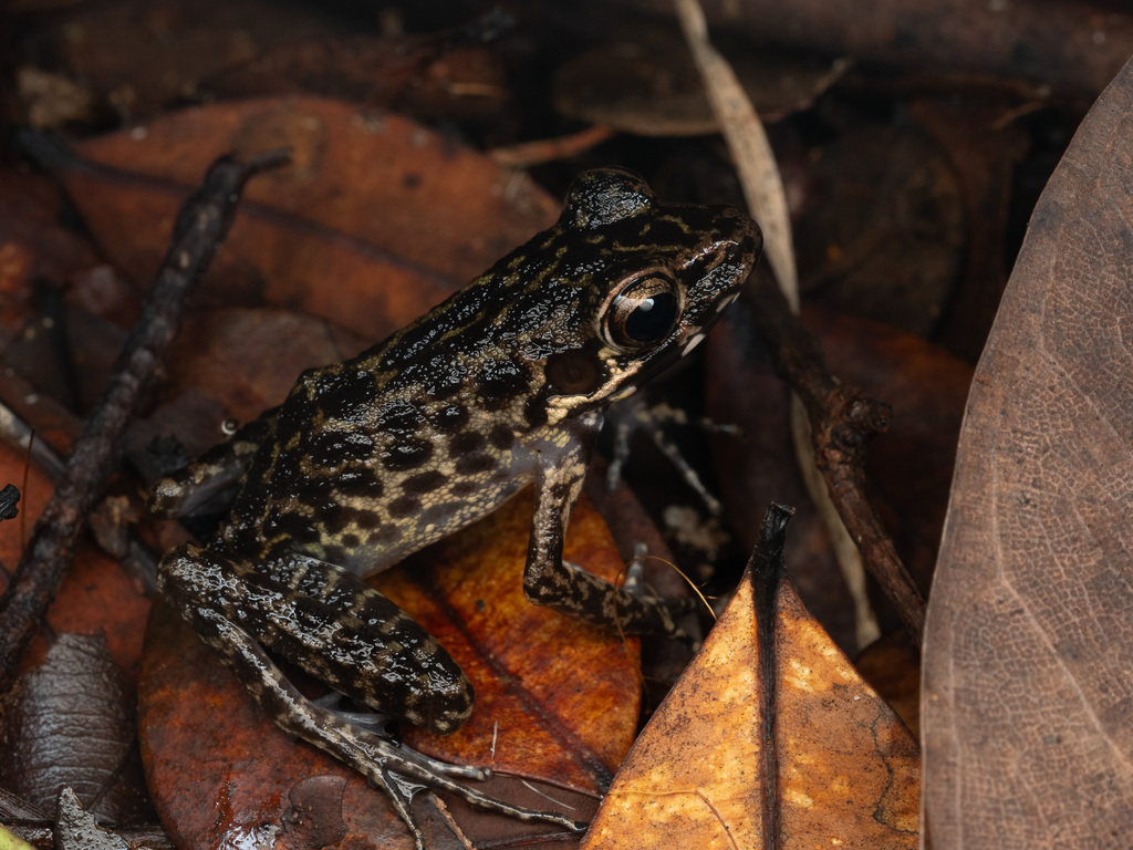 Rough-sided frog